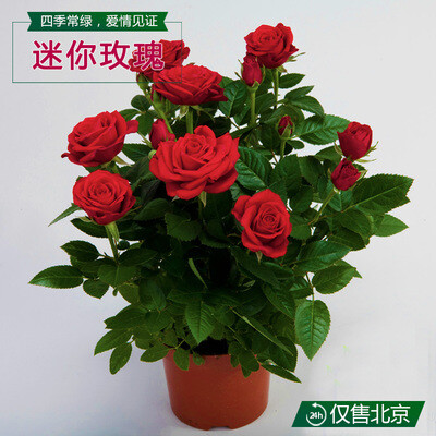 玫瑰花苗微型月季花卉盆栽室内绿植阳台客厅四季开花月季好养植物