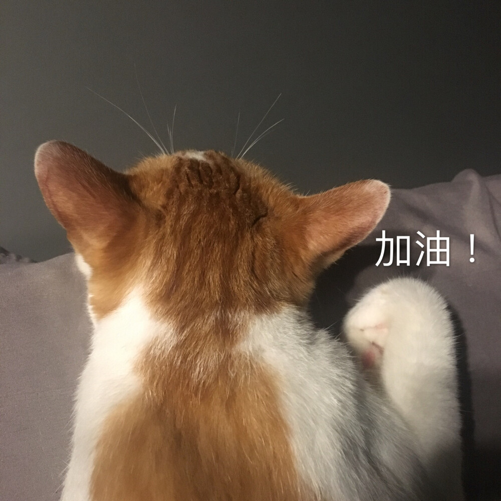 加油！猫表情包 自作