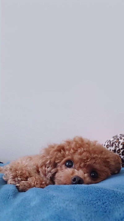 #wallpaper# #壁纸# #锁屏# #背景# #手机壁纸#