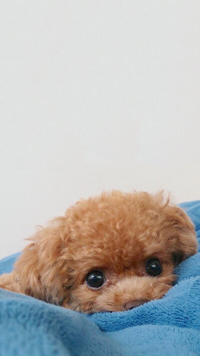 #wallpaper# #壁纸# #锁屏# #背景# #手机壁纸#