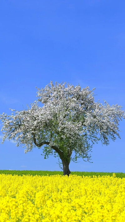 清明节又名踏青节