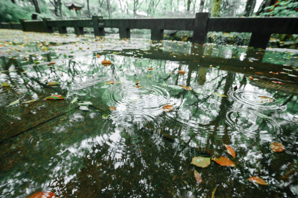 一场秋雨一场凉，门前枯萎老荷塘。落叶尽随流水飘，一身翠绿换金黄。