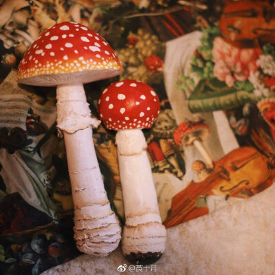 可爱红蘑菇，鹅膏菌