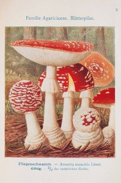 可爱红蘑菇，鹅膏菌