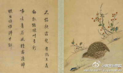 【顾家丝彩 神针绣画】在绣画的艺术特色上，与同时期粗犷豪放的北方鲁绣相比，江南顾绣精妙细腻，生动传神。图为《韩希孟宋元名迹册•鹑鸟图》，画面描绘了一只在山坡上低头觅食的鹌鹑。山坡的线条精细秀劲，山石花…