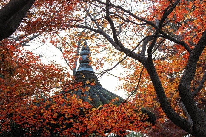 世事一场大梦，人生几度秋凉？夜来风叶已鸣廊。看取眉头鬓上。酒贱常愁客少，月明多被云妨。中秋谁与共孤光。把盏凄然北望。----------《西江月》苏轼 ​