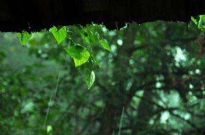 玉阑干外清江浦，渺渺天涯雨。好风如扇雨如帘，时见岸花汀草、涨痕添。青林枕上关山路，卧想乘鸾处。碧芜千里思悠悠，惟有霎时凉梦、到南州。-------------《虞美人》李廌 ​