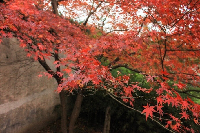 世事一场大梦，人生几度秋凉？夜来风叶已鸣廊。看取眉头鬓上。酒贱常愁客少，月明多被云妨。中秋谁与共孤光。把盏凄然北望。----------《西江月》苏轼 ​