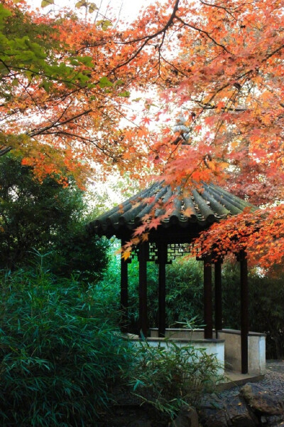 世事一场大梦，人生几度秋凉？夜来风叶已鸣廊。看取眉头鬓上。酒贱常愁客少，月明多被云妨。中秋谁与共孤光。把盏凄然北望。----------《西江月》苏轼 ​