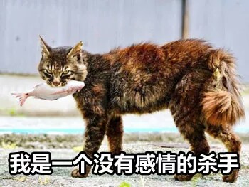 猫猫狗狗