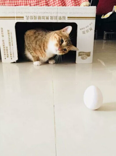 猫猫狗狗