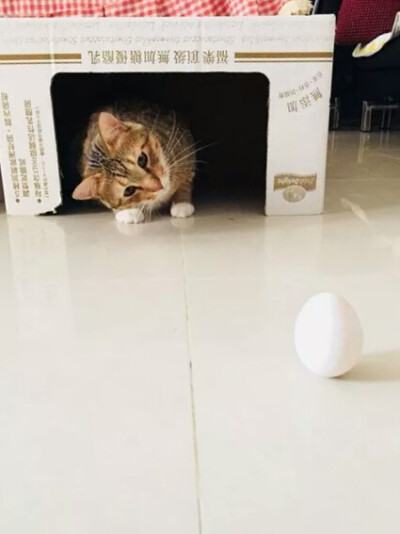 猫猫狗狗