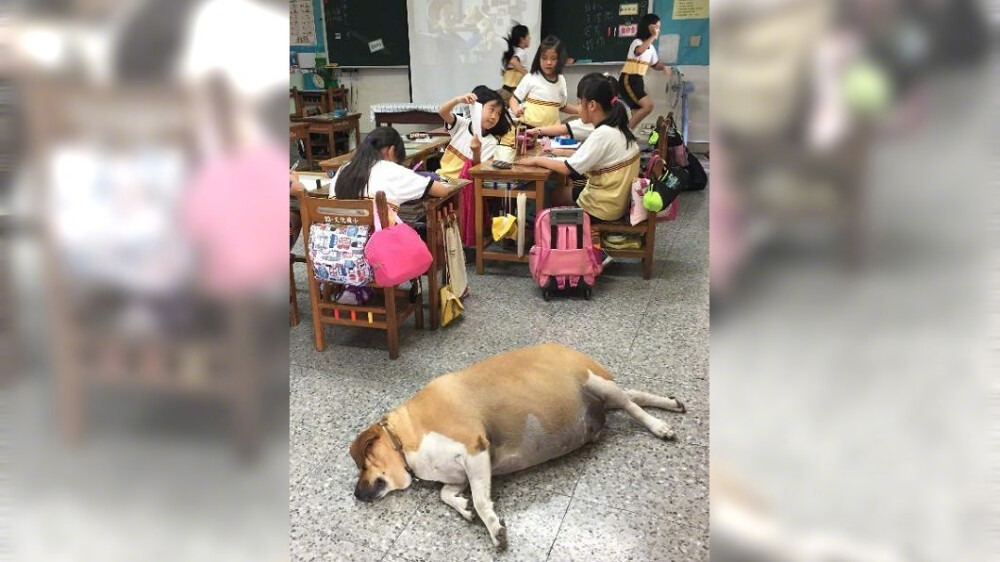 新北市淡水文化国小的校犬，由于长的可爱，老师和同学都忍不住给它买零食吃，结果长成了这样 （）现在学校规定不许喂零食，并定期运动、体检） 丨摄影师 ​