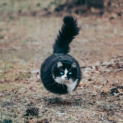 艺术家Aditya Aryanto 球形