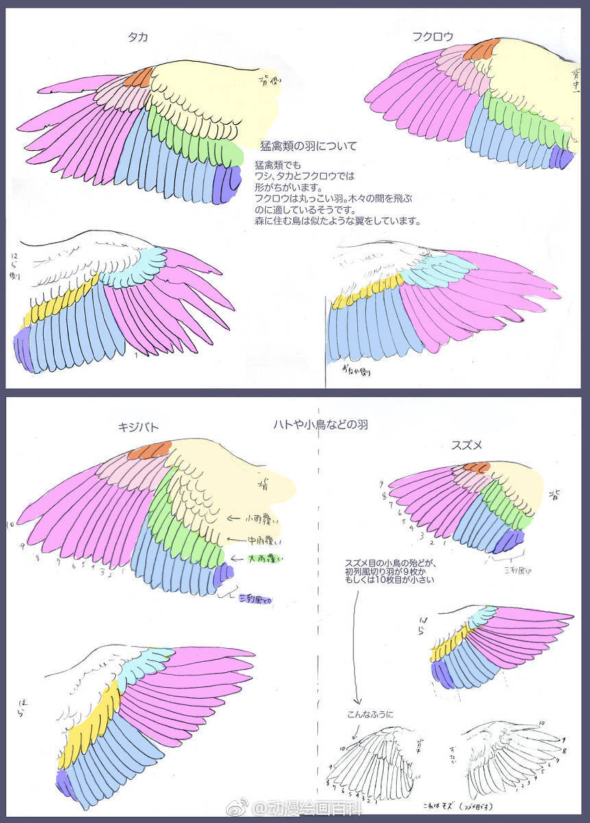 翅膀