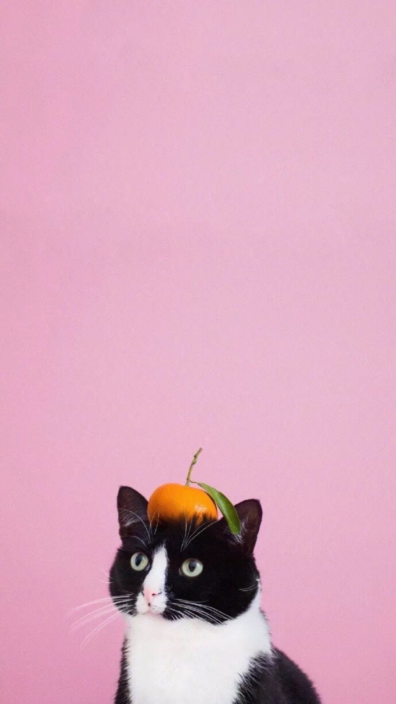 孤独的像条狗