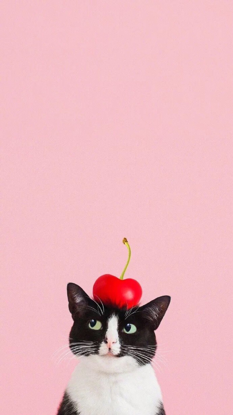 孤独的像条狗