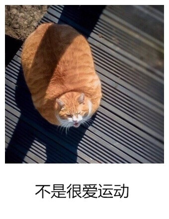 你是一只猫吗？披着人类外壳的猫 ​