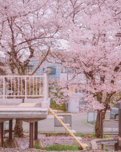 桜。