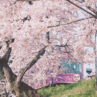 桜。