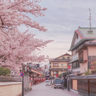 桜。