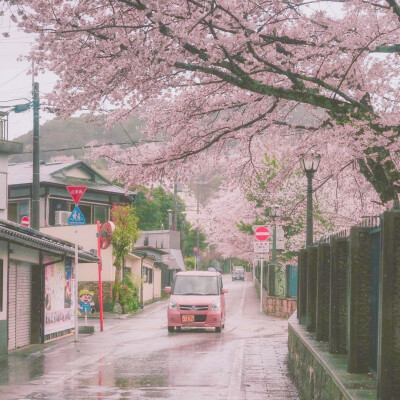 桜。