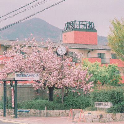 桜。