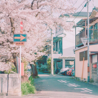 桜。