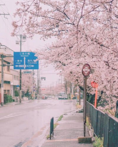 桜。