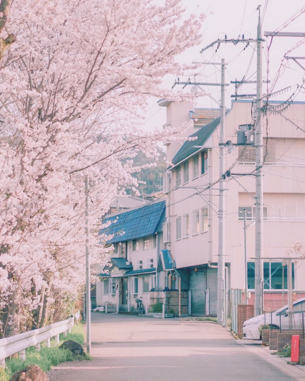 桜。