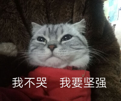 我陛下专属表情包