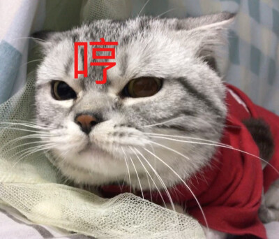 我陛下专属表情包