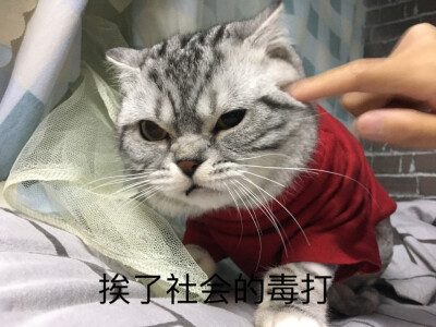 我陛下专属表情包