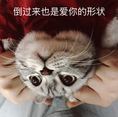 我陛下专属表情包