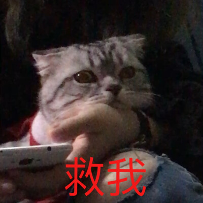 我陛下专属表情包