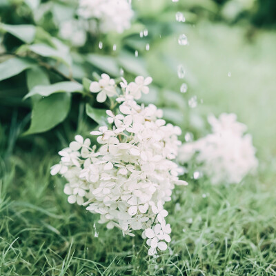 绣球花（来源微博）