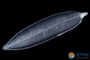 柳叶鳗，为鳗鱼等一些鱼类个体发育中的一特定时期，身体扁平透明，薄如柳叶。

包括24目，24科，156属，801种鱼类，

主要为鳗鲡目，其它具有柳叶鳗幼体的鱼类包括大海鲢，北梭鱼，刺鳅，宽咽鱼等。

多数柳叶鳗在幼体或成体期单独生活，用身体和奇鳍的波状运动缓慢游泳。有的以尖尾和身体的向后运动迅速地挖洞。柳叶鳗的性别主要由环境因素来确定，它们的产卵场一般位于大陆坡或者离岸不远的海盆中。

一生只产一次卵，产卵后就死亡

其生活史分为6个不同的发育阶段，为了适应不同环境，不同阶段的体型及体色都有很大的改变，由透明到银白色