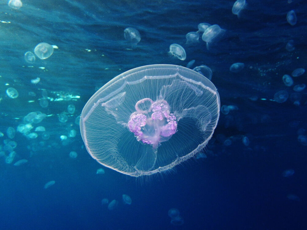 桃花水母，好看~嗯！！！！