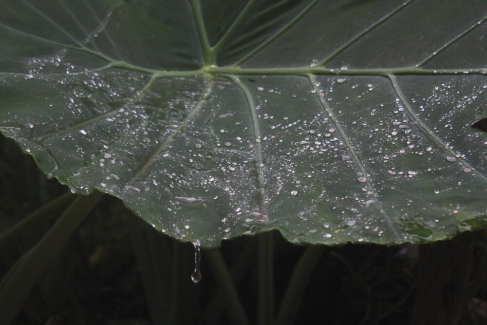 我听见雨滴落下的声音