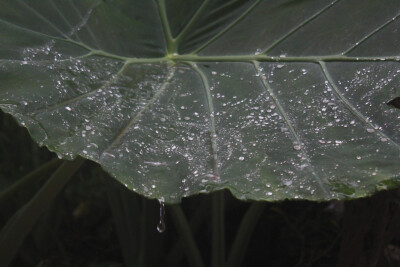 我听见雨滴落下的声音