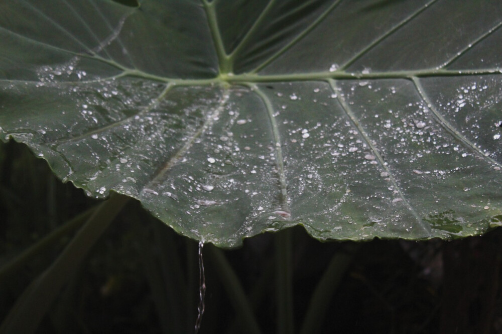 我听见雨滴落下的声音