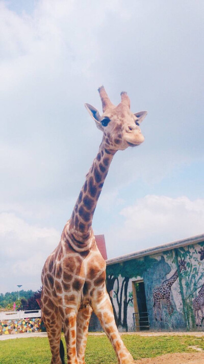 ヾ(●´∇｀●)ﾉ哇～