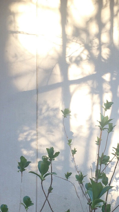 ヾ(●´∇｀●)ﾉ哇～