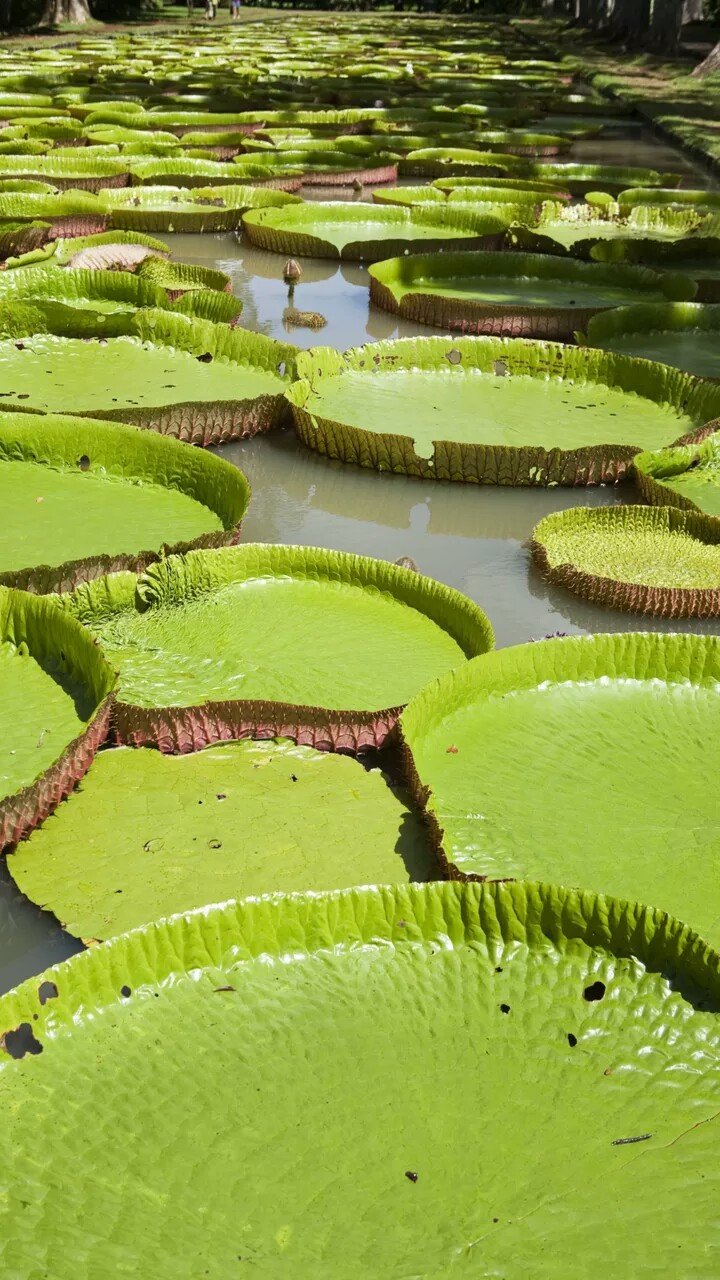 庞普勒穆斯植物园毛里求斯