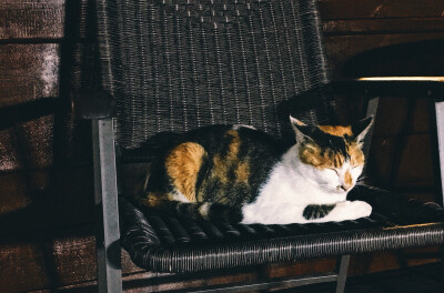 夏末秋初 夏天秋天 猫