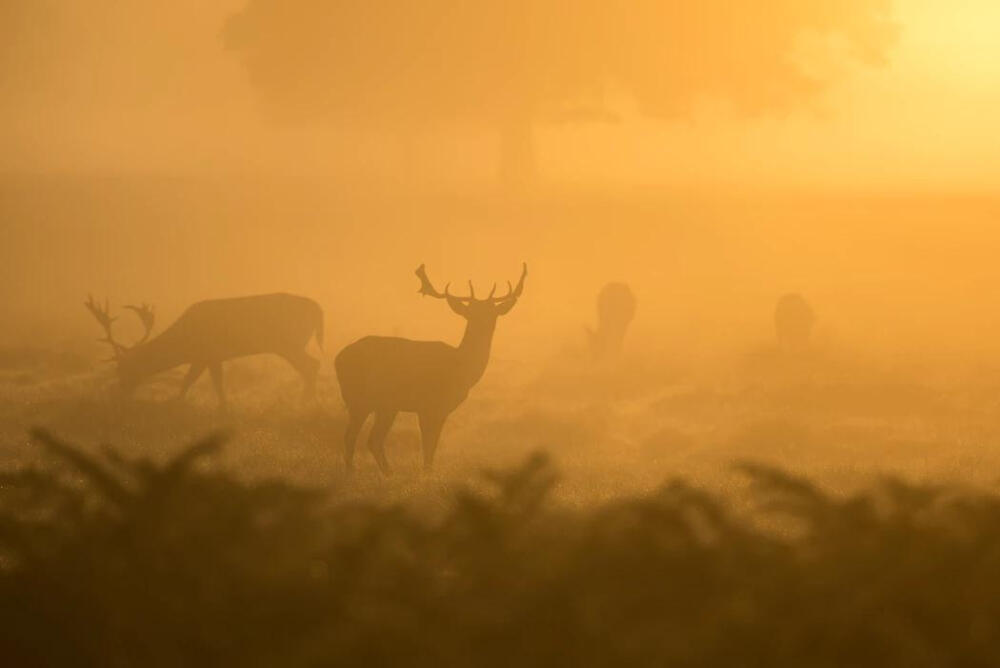 Grazing At Dawn