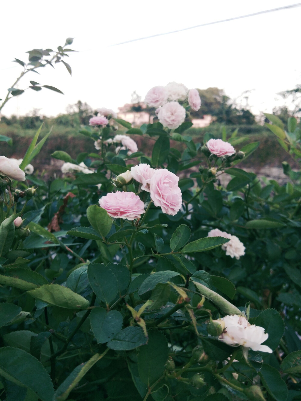 花草树木