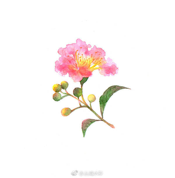 花草与书，都是养心之物~
一组容易上手的水彩花草图~ （作者：@丛威水彩 ） ​​​