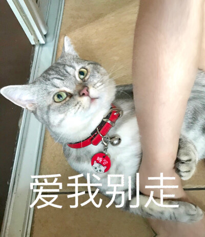 猫咪糖包的表情包 猫系我的，表情包是大家的哈哈