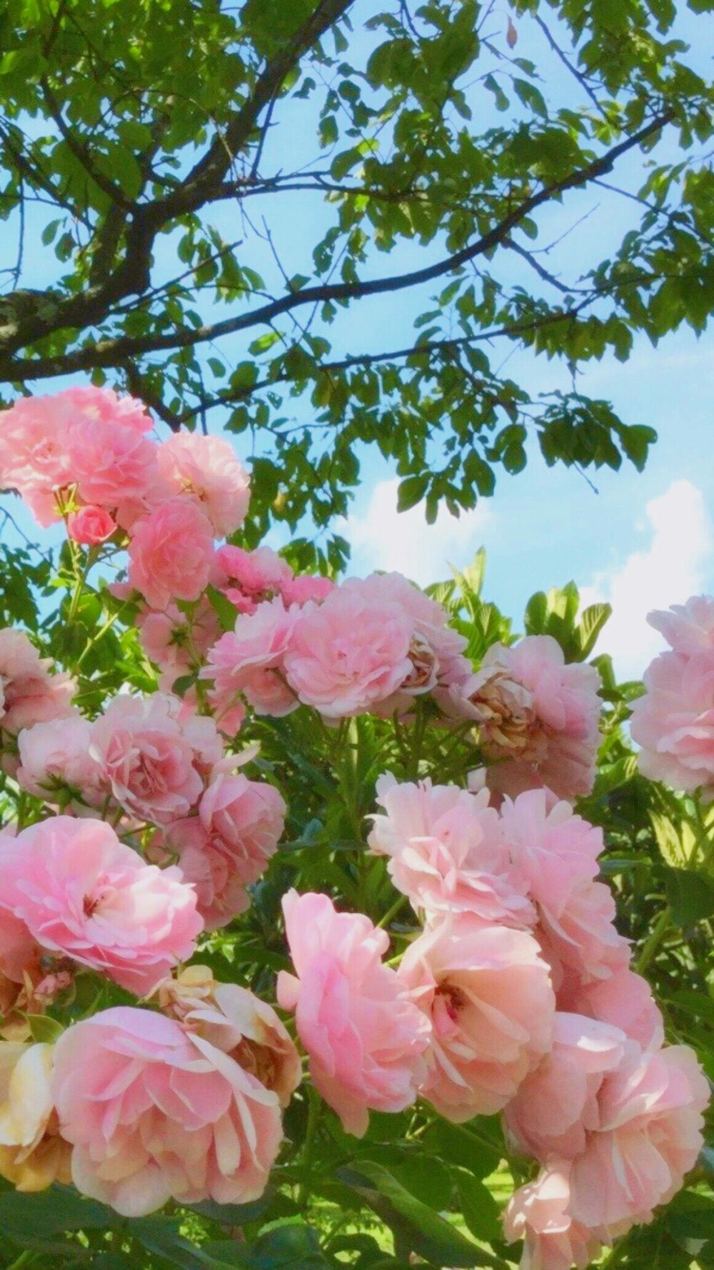 壁纸♡